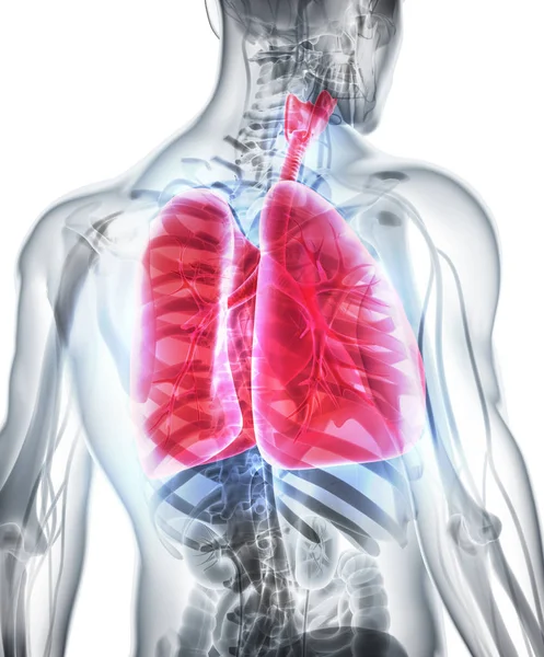 Ilustración 3d de los pulmones, concepto médico . —  Fotos de Stock
