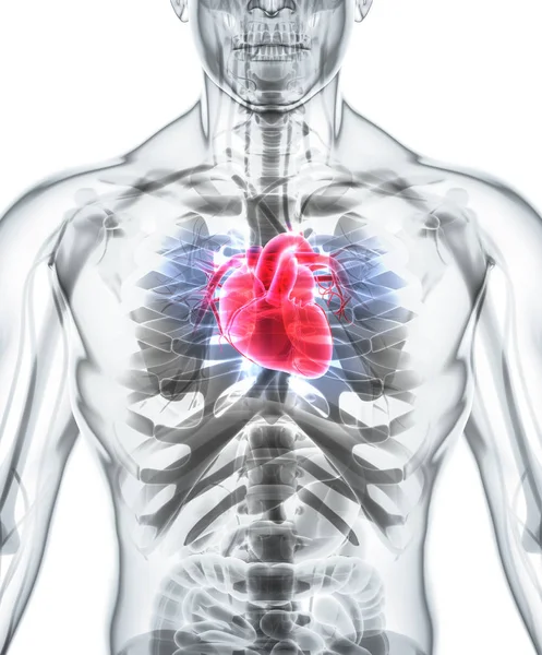 3D ілюстрація серця, медична концепція . — стокове фото