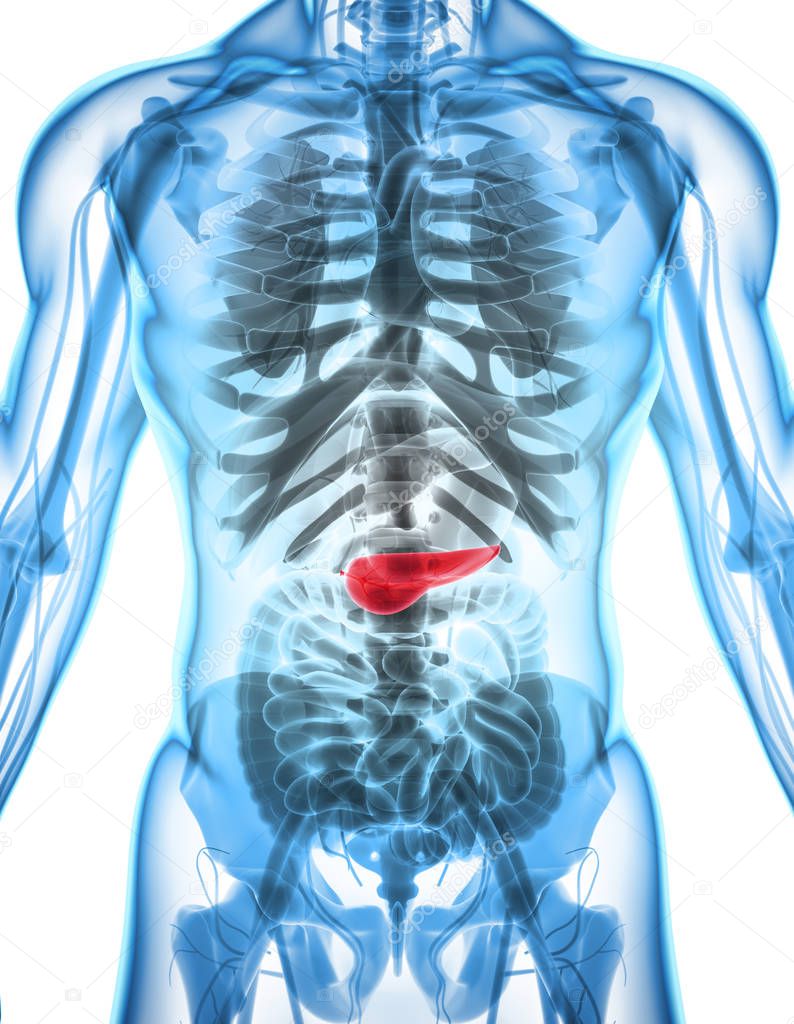 3D illustration of Pancreas - part of digestive system.