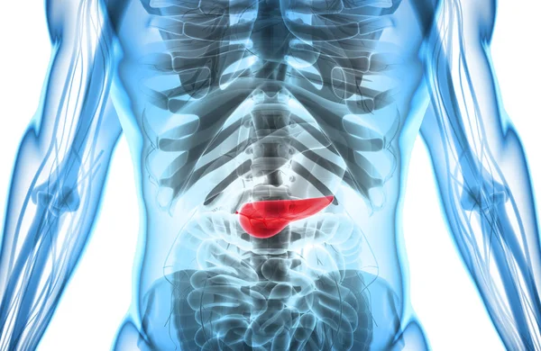 胰腺-部分消化系统三维图. — 图库照片