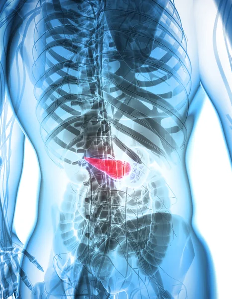 3D иллюстрация поджелудочной железы - часть пищеварительной системы . — стоковое фото
