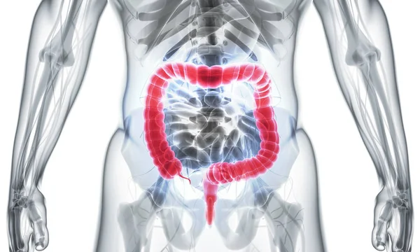 大腸の 3 d イラストレーション. — ストック写真