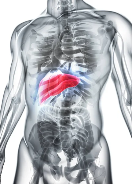3D ілюстрація печінки . — стокове фото