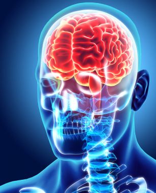 İnsan iç organik - beyin.