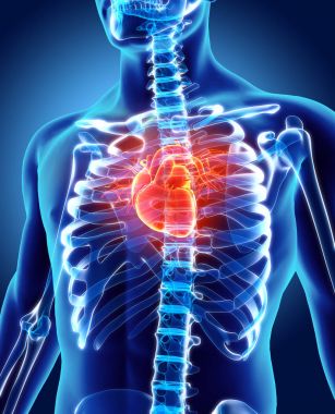 Kalp, tıbbi kavramı 3D çizimi.