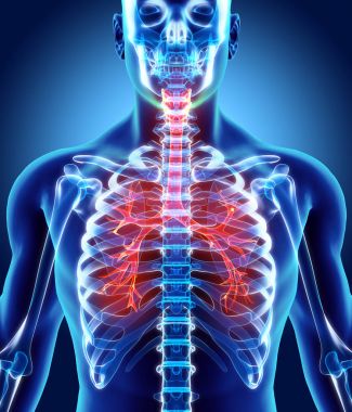 Gırtlak Trakea bronşlar 3D çizimi.