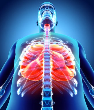 Akciğerler, tıbbi kavramı 3D çizimi.