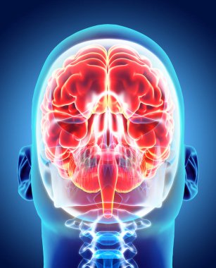 İnsan iç organik - beyin.