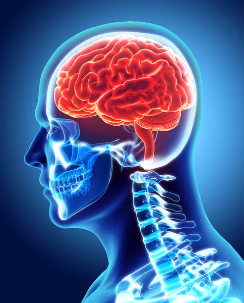 인간의 내부 유기-뇌. — 스톡 사진