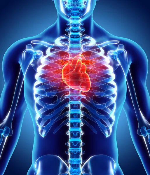 Ilustracja 3D serca, medyczną koncepcję. — Zdjęcie stockowe