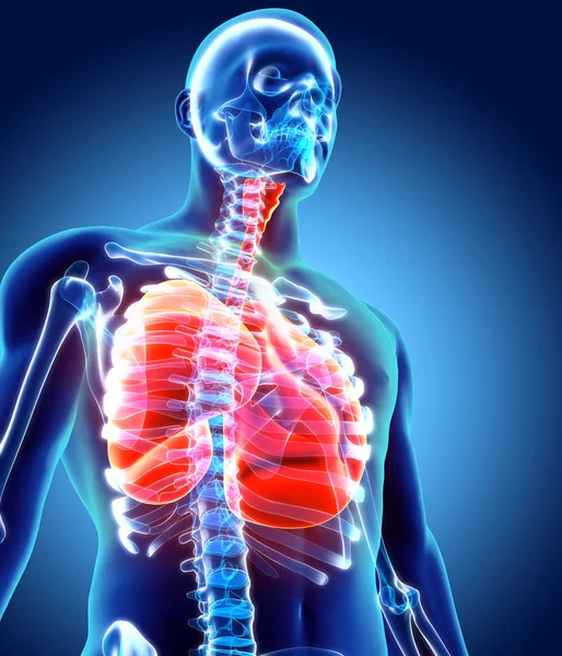 Ilustración 3d de los pulmones, concepto médico . —  Fotos de Stock