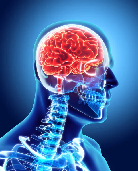 İnsan iç organik - beyin.