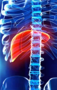 Karaciğer 3D çizimi.