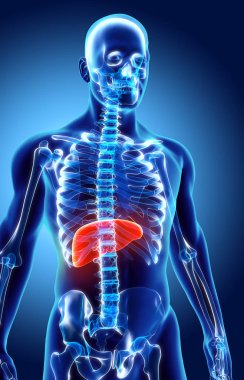 Karaciğer 3D çizimi.