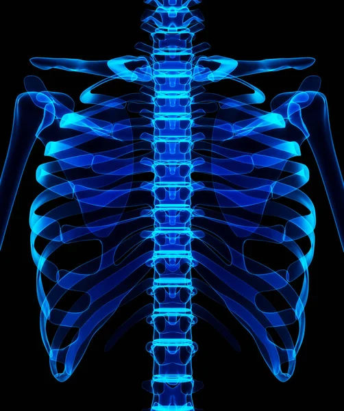 Ilustración 3D del sistema de esqueleto azul brillante . —  Fotos de Stock