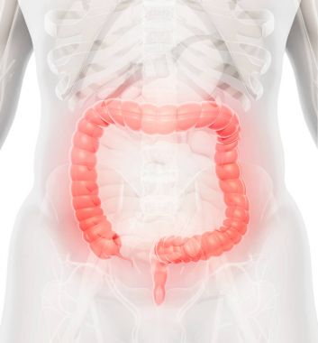 Kalın bağırsak 3D çizimi.