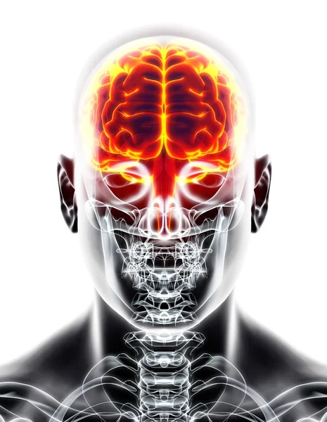 Mänskliga inre organiska - hjärnan. — Stockfoto