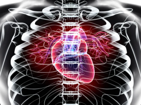 심장, 의료 개념의 3d 그림. — 스톡 사진