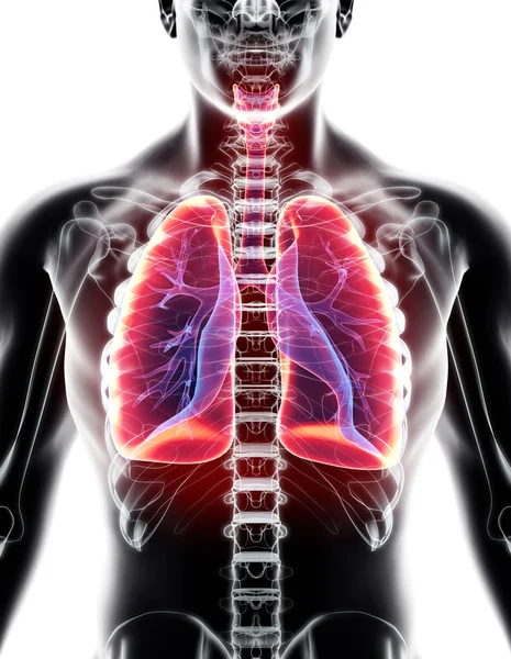 Ilustración 3d de los pulmones, concepto médico . — Foto de Stock