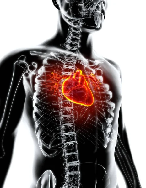 3D ілюстрація серця, медична концепція . — стокове фото
