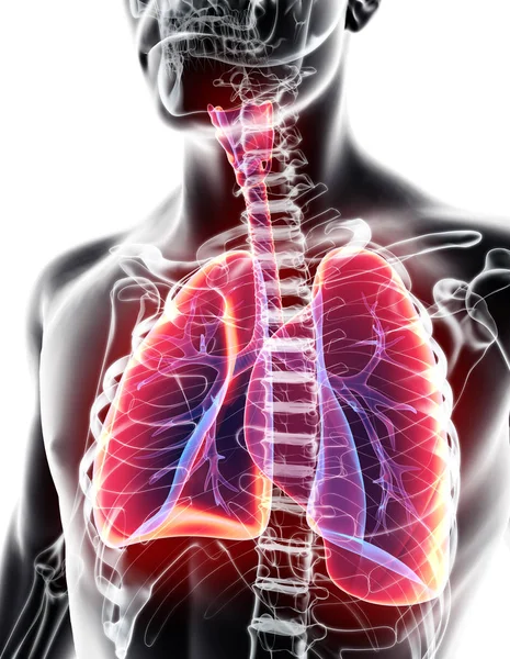 3D απεικόνιση των πνευμόνων, ιατρική έννοια. — Φωτογραφία Αρχείου