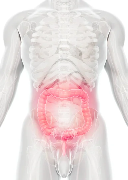 3D иллюстрация толстого кишечника . — стоковое фото