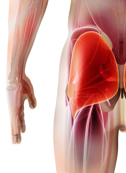 3D ilustracja Gluteus Maximus. — Zdjęcie stockowe