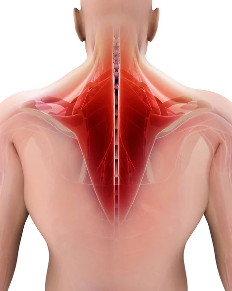 3D ілюстрація Trapezius. — стокове фото