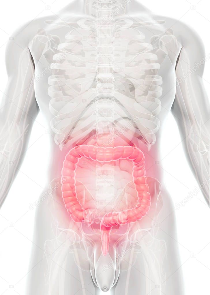 3D illustration of Large Intestine.