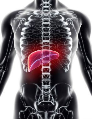 Karaciğer 3D çizimi.