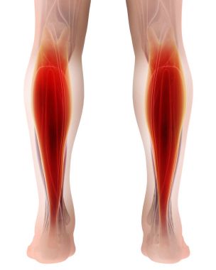 gastroknemius, bölümü bacak kas anatomisi 3D çizimi 