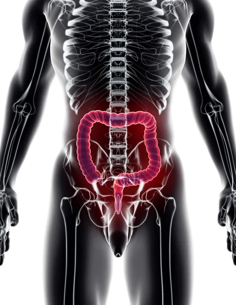 Illustration 3D du gros intestin . — Photo