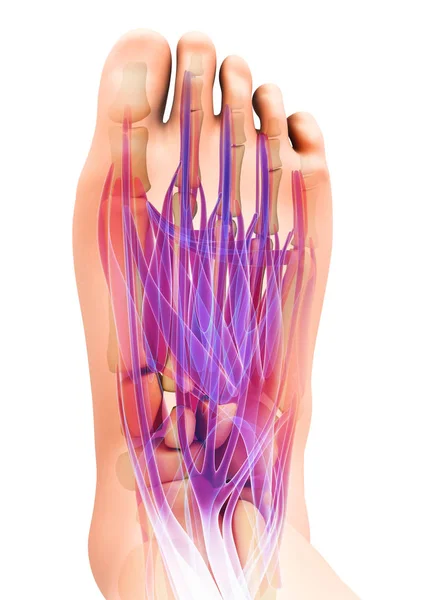 3D illustratie van medische en wetenschappelijke concept, voet spier. — Stockfoto