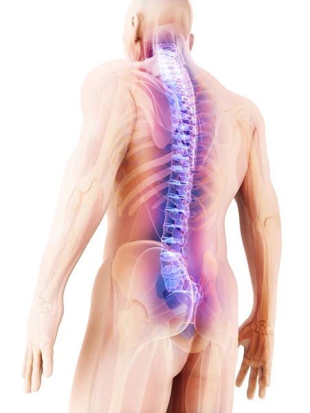 Illustration 3D de Spine, concept médical . — Photo