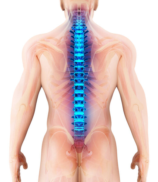 3D illustration of Spine, medical concept.