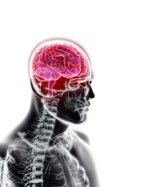 İnsan iç organik - beyin.