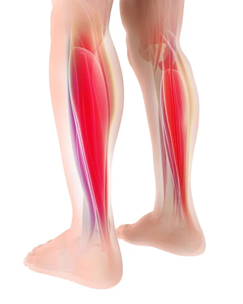 Ilustración 3D de gastrocnemio, parte de las piernas Anatomía muscular — Foto de Stock