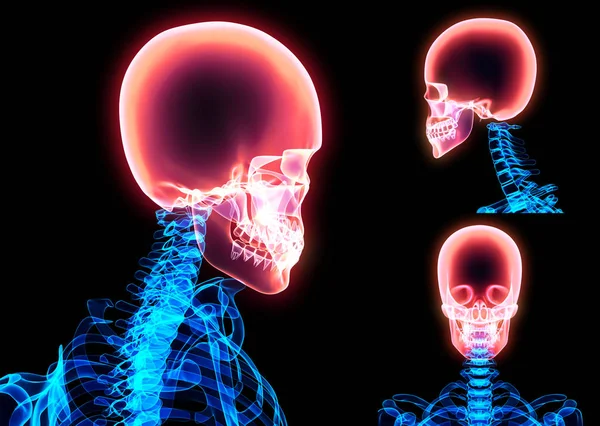 Illustrazione 3D dell'anatomia del cranio - parte dello scheletro umano . — Foto Stock