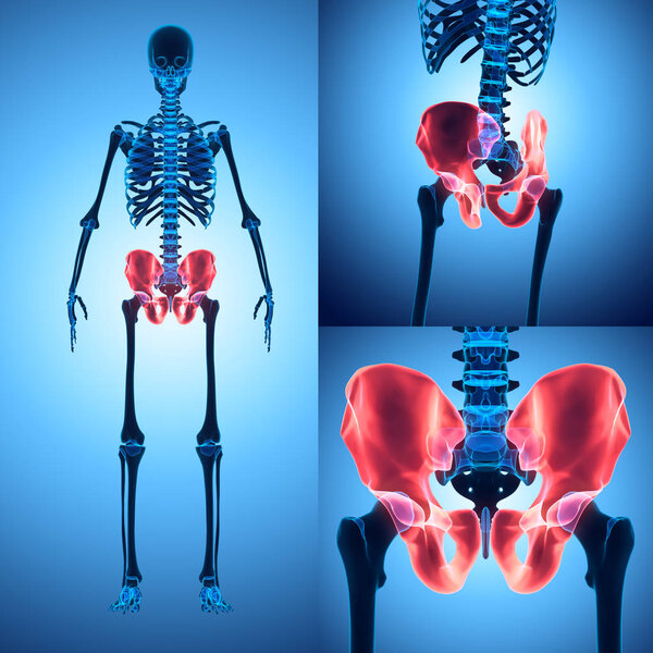 3D illustration of Pelvis, medical concept.