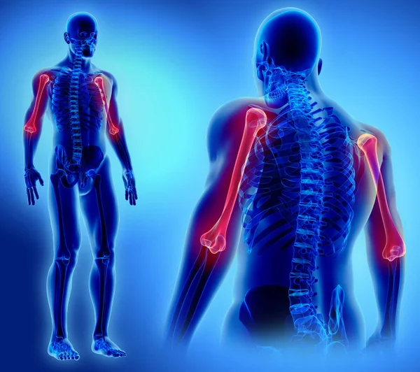 3D иллюстрация плечевой кости, медицинская концепция . — стоковое фото