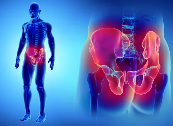 Hip Skeleton on blue background. — Stock Photo, Image