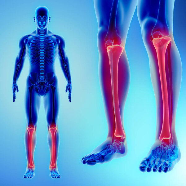 3D illustration of Tibia, medical concept.