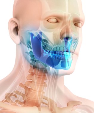 Mandibula, tıbbi kavramı 3D çizimi.
