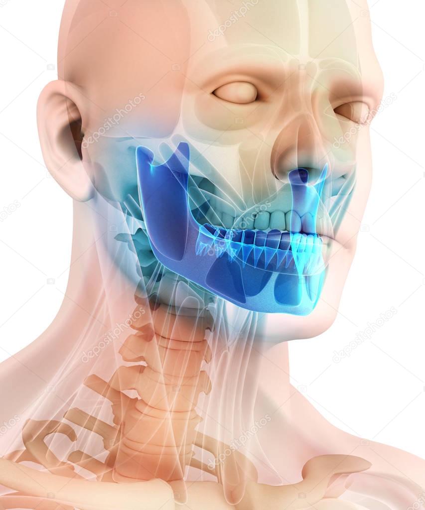 3D illustration of Mandible, medical concept.