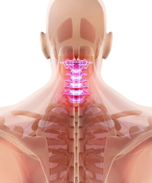 Ilustración 3D de la columna cervical, concepto médico . —  Fotos de Stock