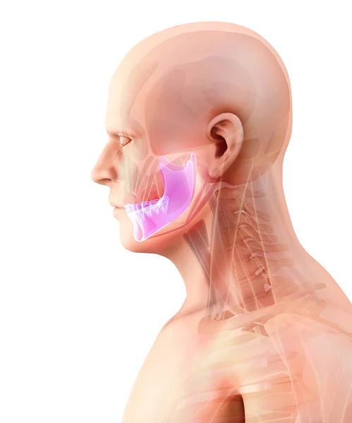 Ilustración 3D de la mandíbula, concepto médico . — Foto de Stock