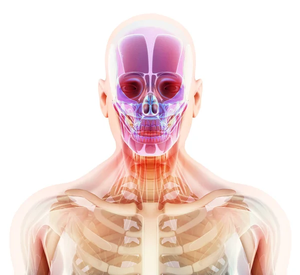 3D-Illustration der Schädelanatomie - Teil des menschlichen Skeletts. — Stockfoto