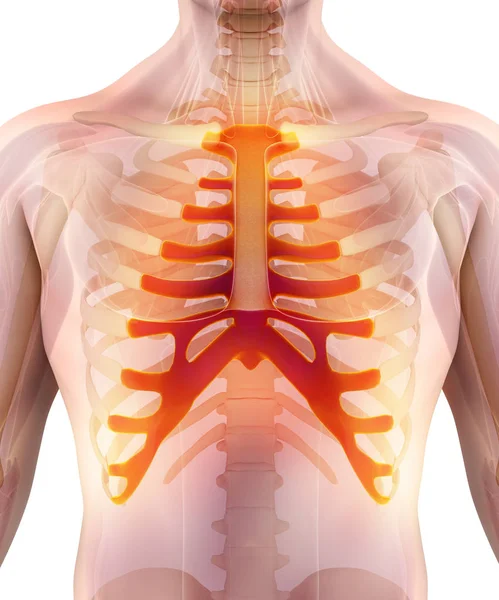3D ілюстрація грудини, медичні концепції. — стокове фото