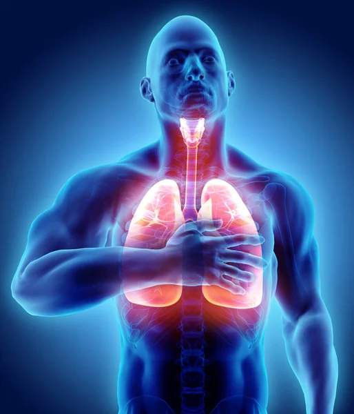 3D απεικόνιση των πνευμόνων και στο στήθος οδυνηρή, ιατρική περίθαλψη. — Φωτογραφία Αρχείου