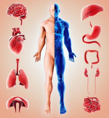 İnsan iç organik 3D çizimi.